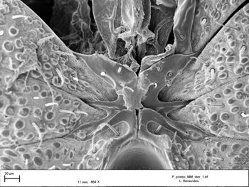Media type: image;   Invertebrate Zoology 147385   shows cataloged_item 147385